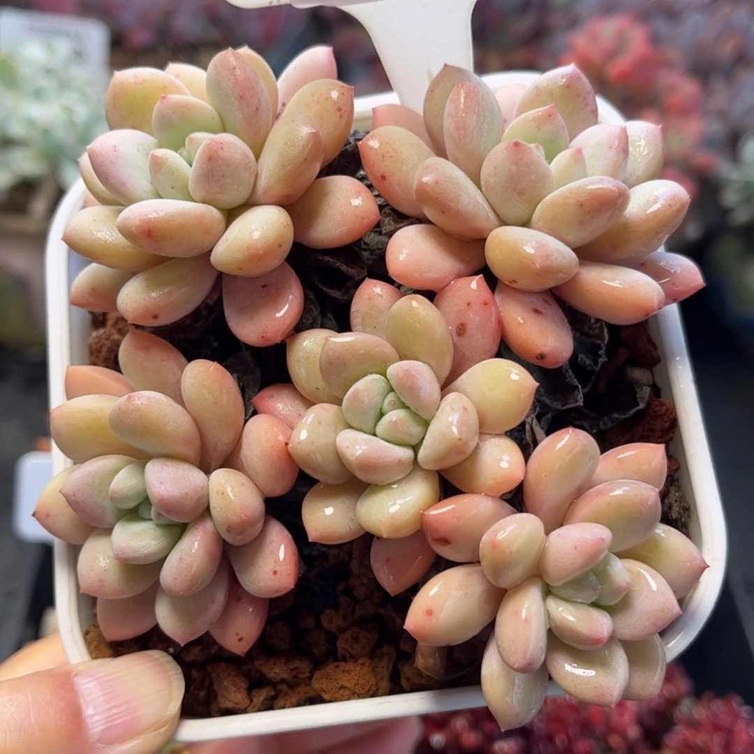 2472 天冷地区必拍保温箱