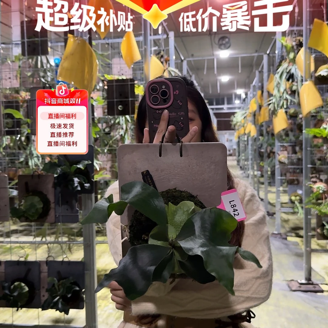 无花朵L842-风神孢子苗