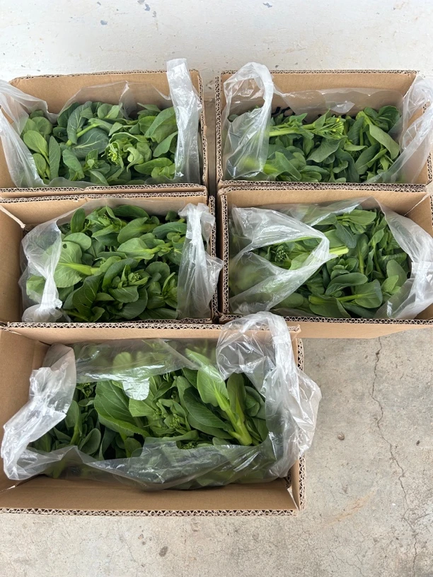 新鲜青菜苔 青菜头