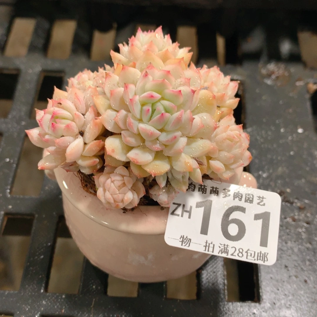 肉萌萌拇指盆精控多肉ZH161