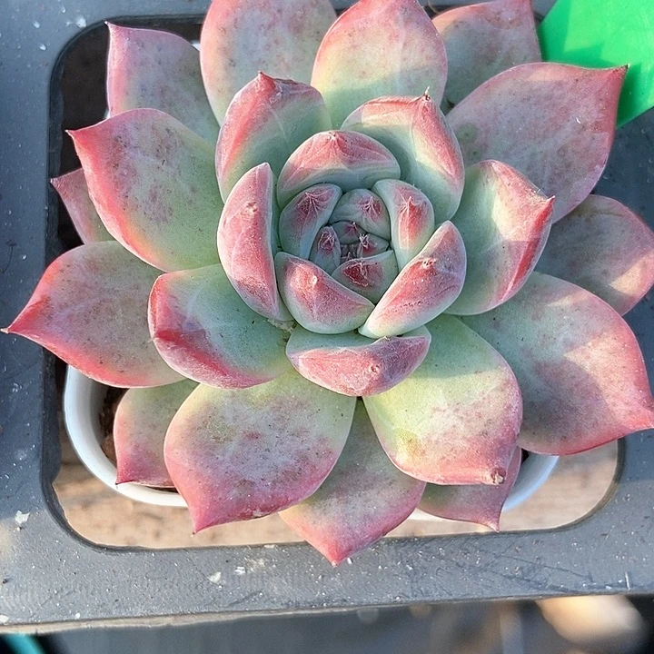 多肉植物钻石卡100