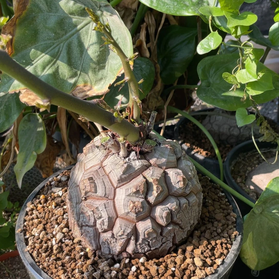 无花朵南非龟甲龙