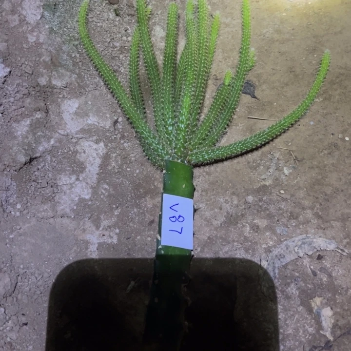 刘***》V87嫁接鼠尾一颗25