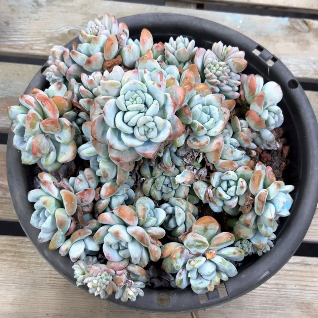 冷香杂48 零零多肉植物