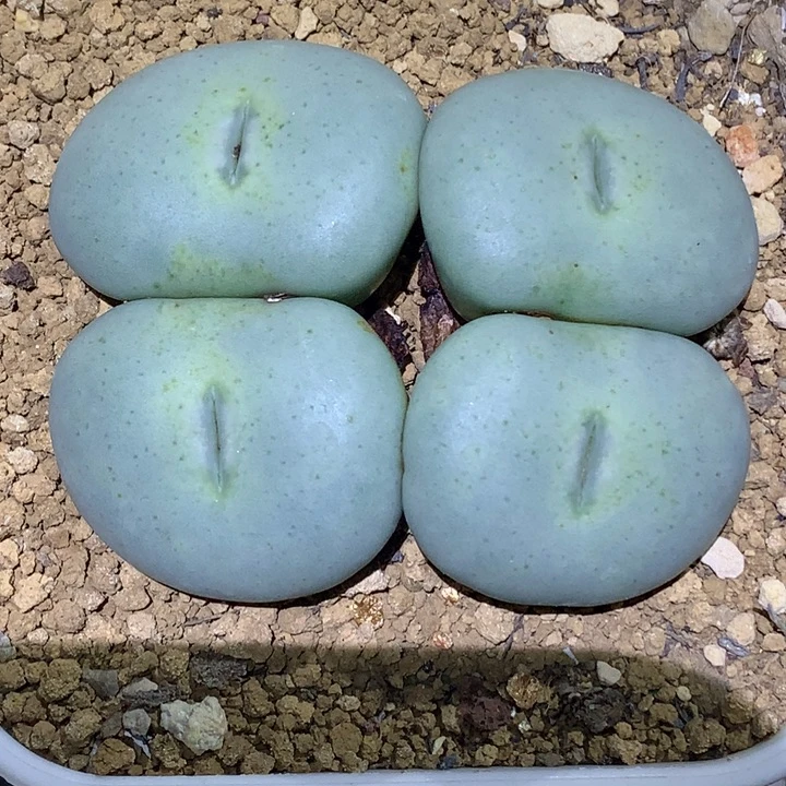 精品多肉植物精品超级大饼