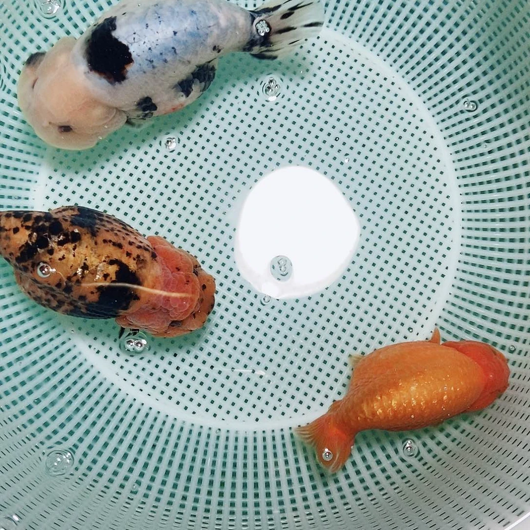 海水鱼东***枝落地包损包健康