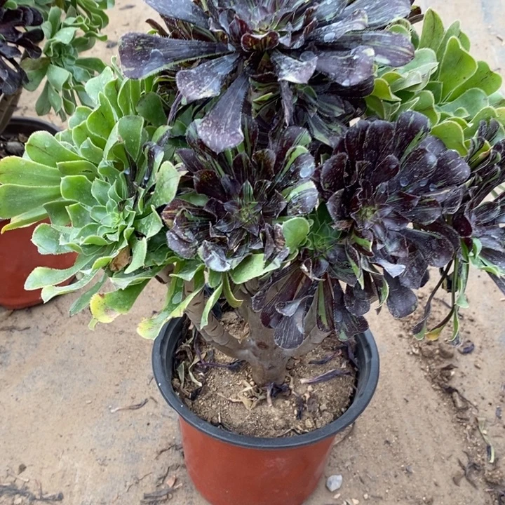 水墨丹青24多肉植物法师法师