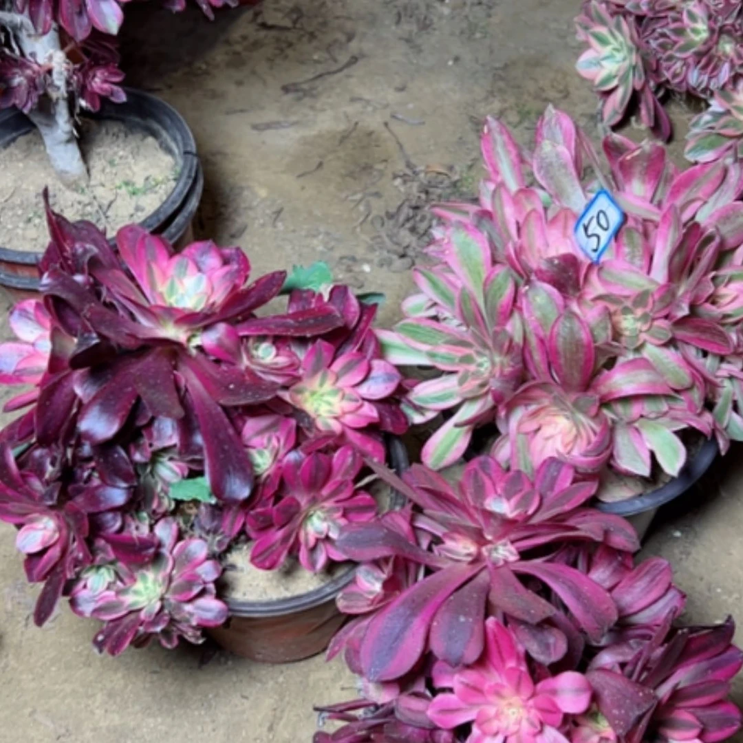 【闪购商品】多肉植物断头欧不包50