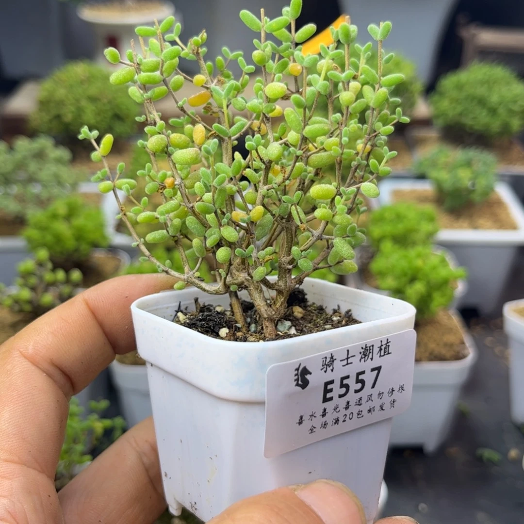 557实生糖豆米枝干番杏