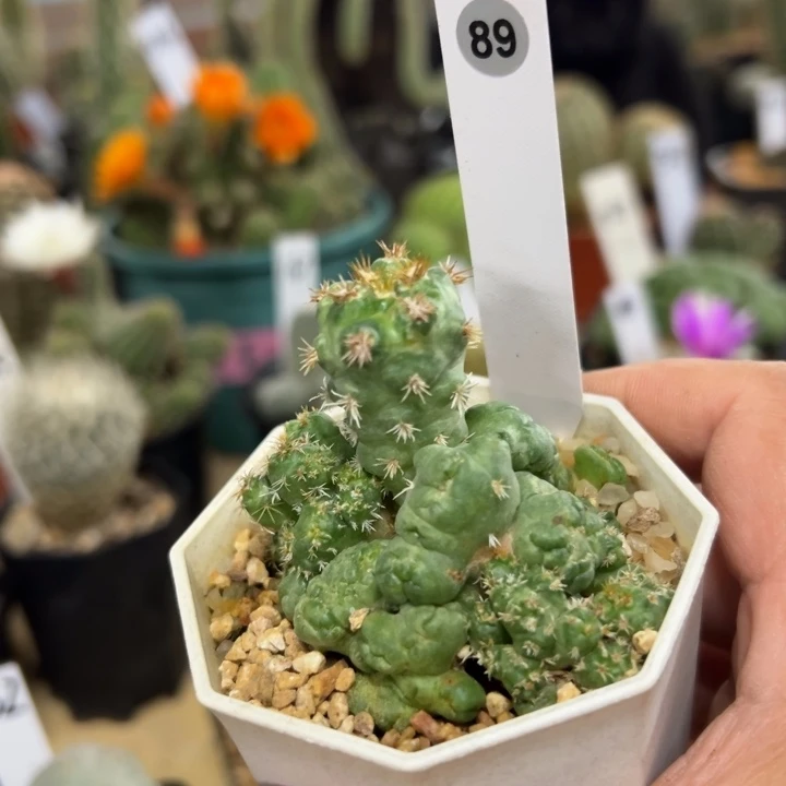 89号顶花球刺缀加石化