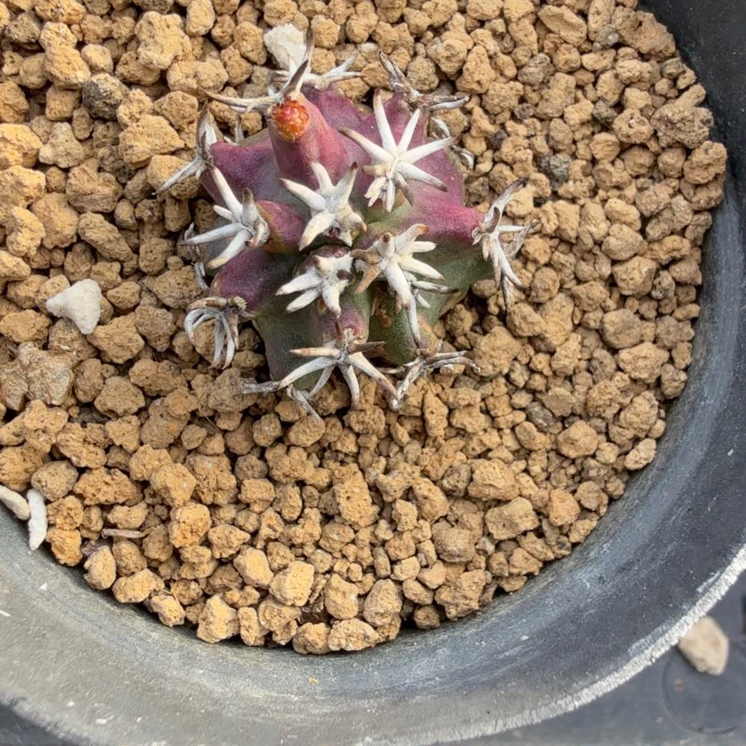 年***喜多肉植物多肉植物