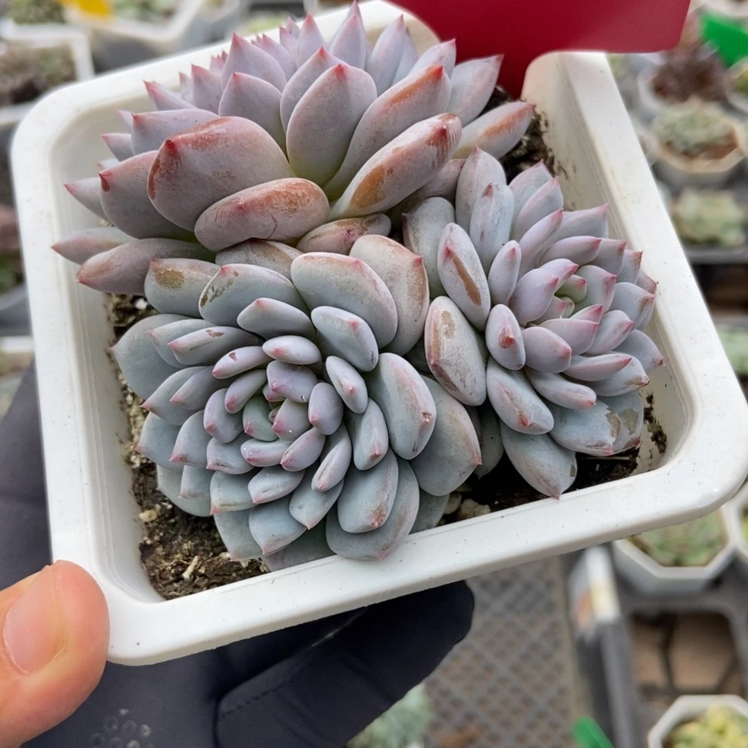 218玉芙蓉多肉植物