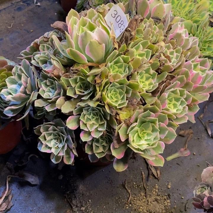 女妖多肉断头不包3083