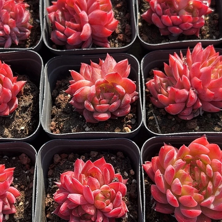 花歌        福利多多