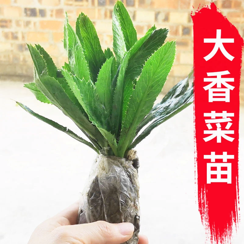 老缅芫荽带根 番鬼芫荽德宏傣味芫荽苗大叶香菜刺芹 耐热大叶香菜