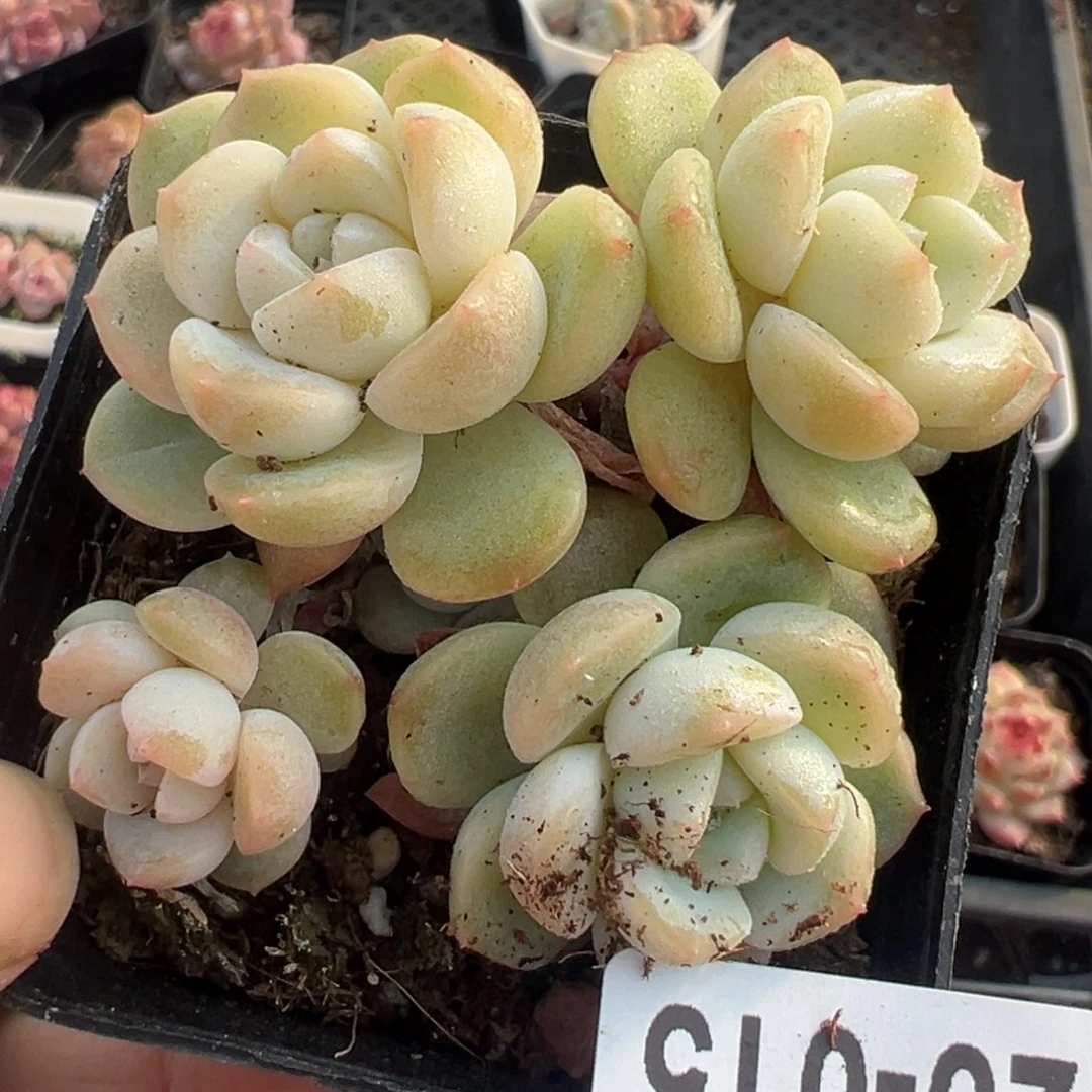 小卡拉米糖心一物一拍20-15