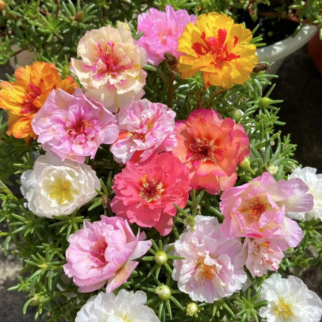 【到手四盆】多色重瓣太阳花带盆110口径花色多宿根多年生