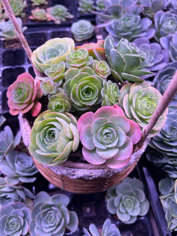 多肉植物山地玫瑰套餐不带盆6个品种共8颗3到4CM