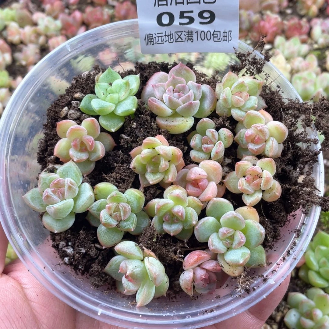 玄机珍妮量拍一份一盒059