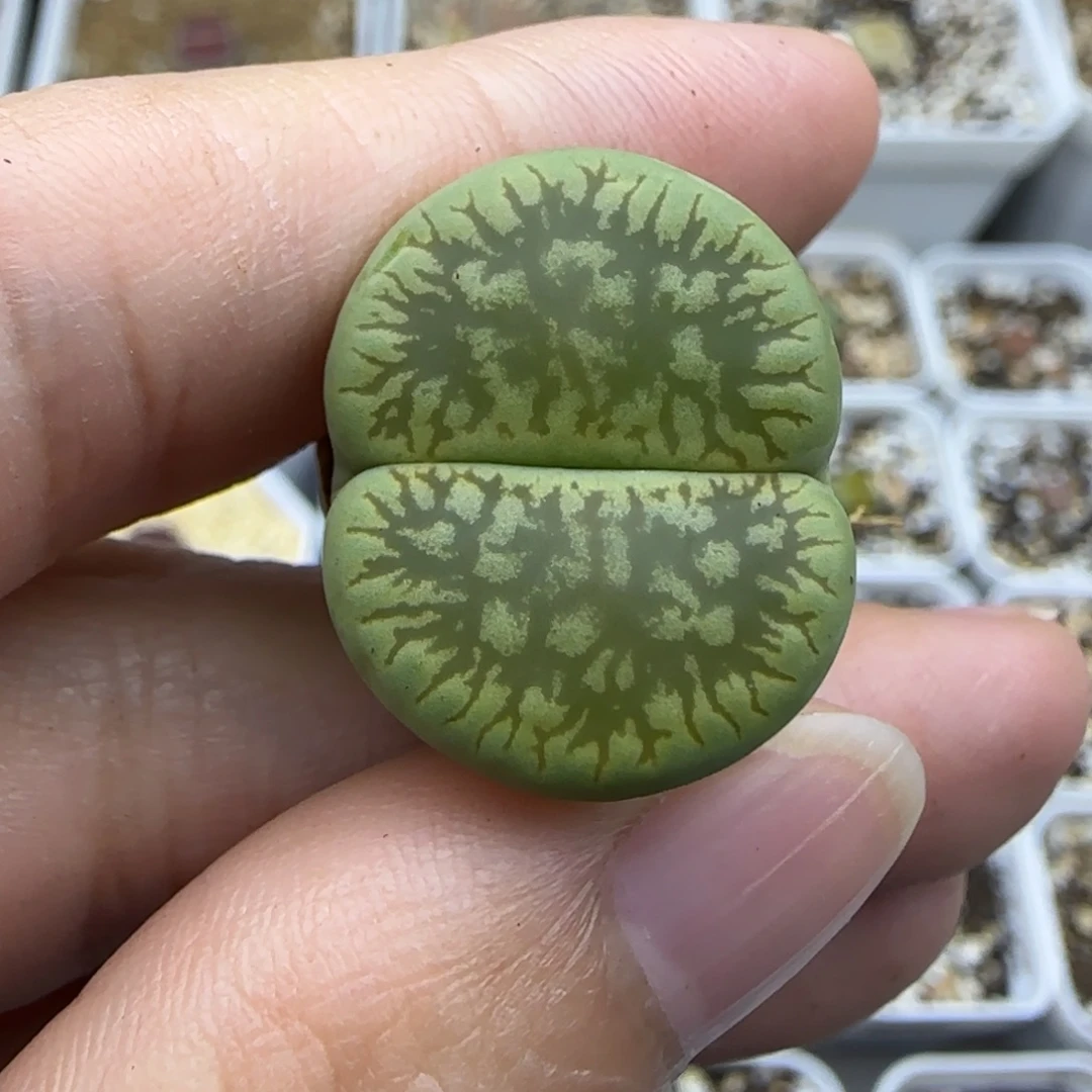 30绿色c54 清框福利30包邮