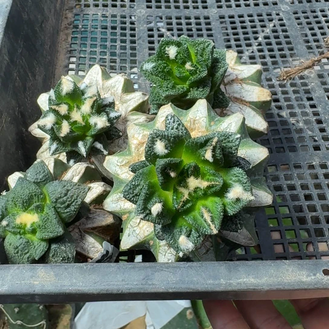 【闪购商品】无花朵福利四颗捡漏牡丹140