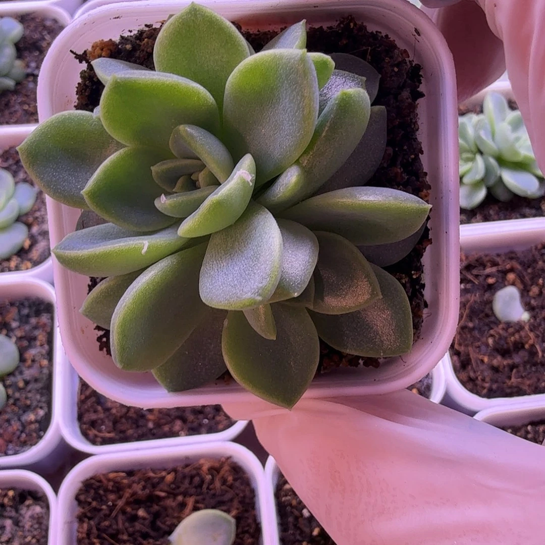 绿琉璃叶插苗一物一拍