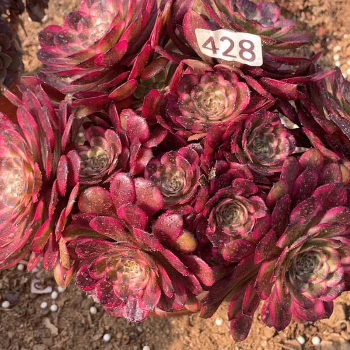 428多肉植物红金刚