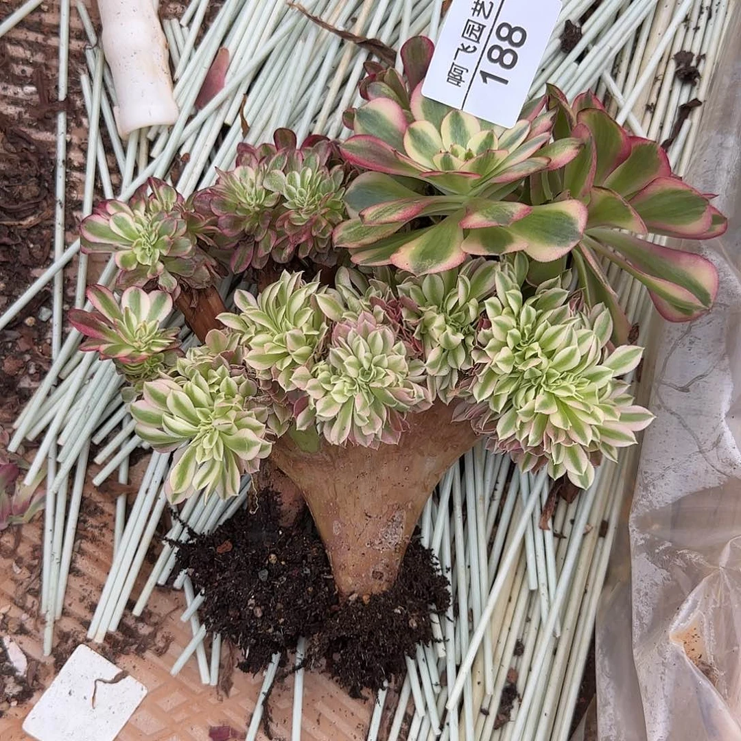 188多肉 缀化 2颗福利