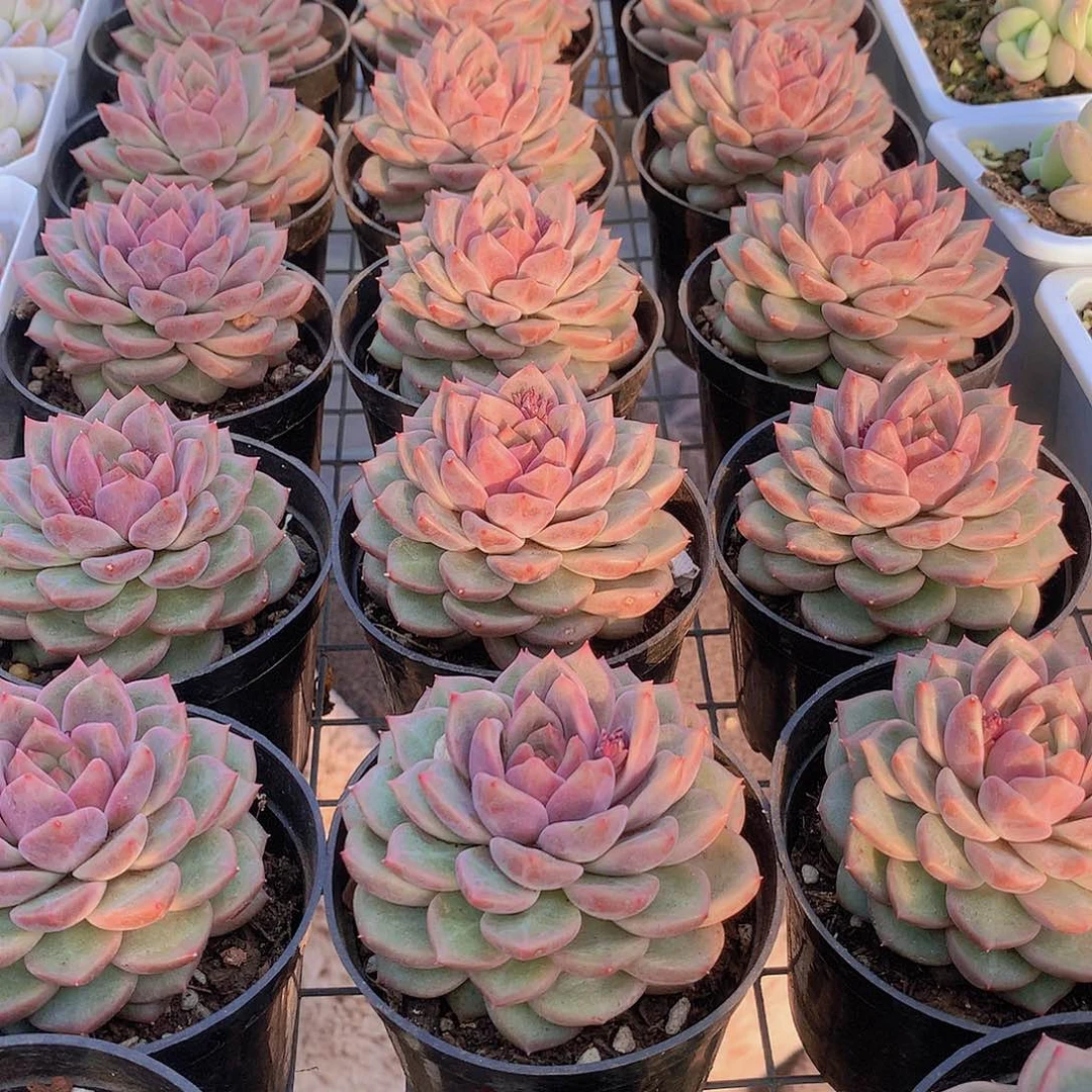 韩心五号24678990000000