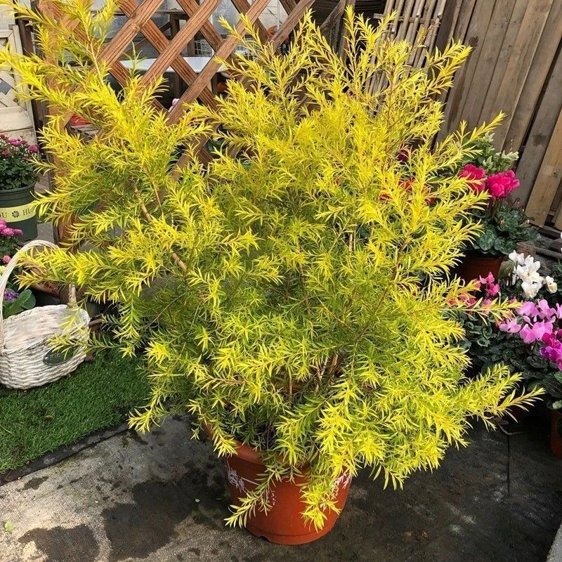 香柳盆栽千层金四季常绿庭院阳台多年生木本植物