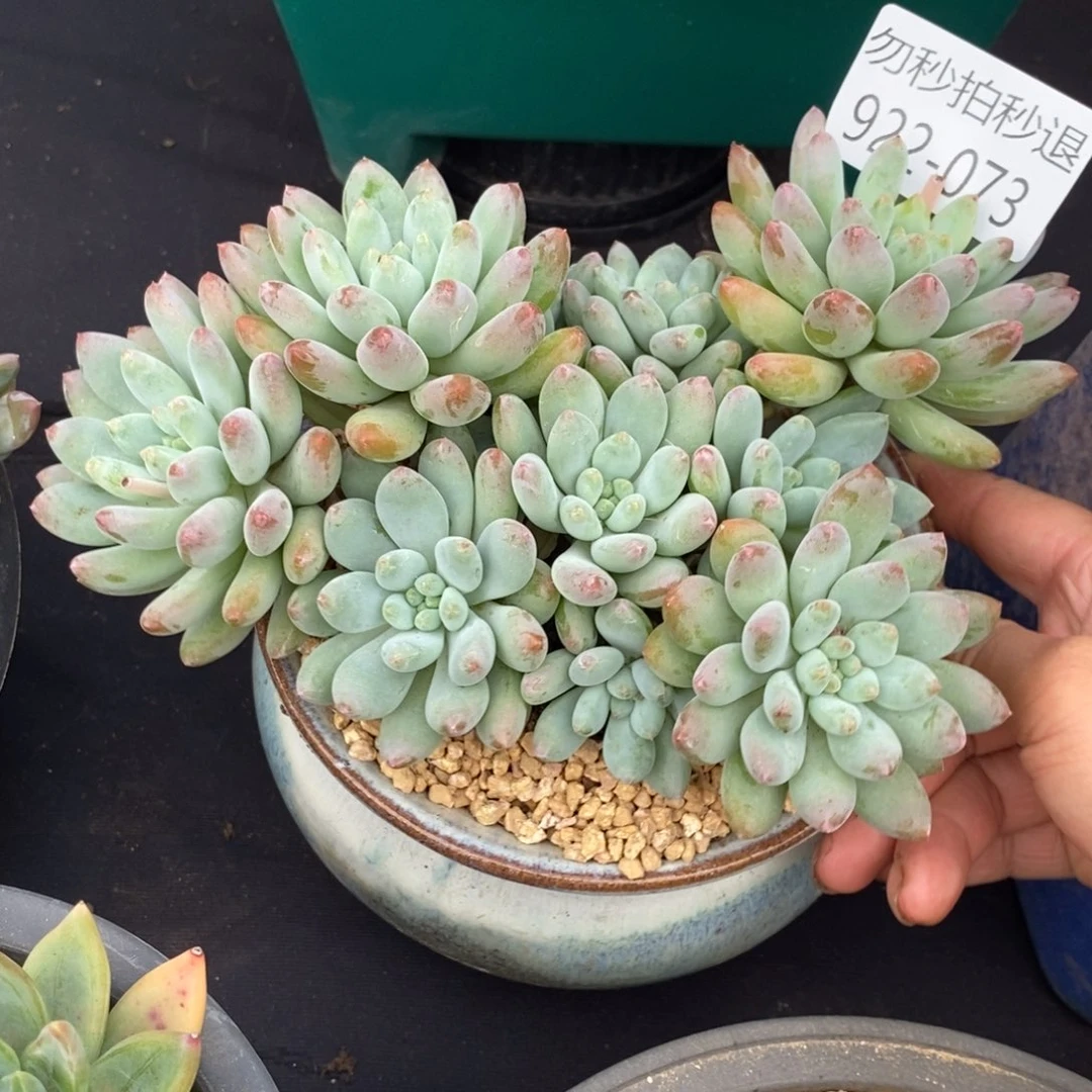 勿秒拍秒退 922-73菩提美人