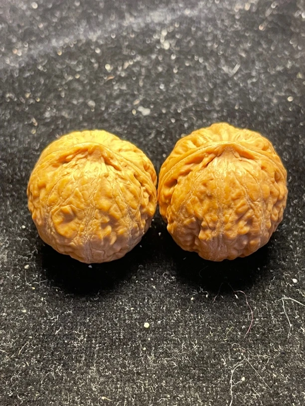 浅纹闷尖矮桩小龙珠