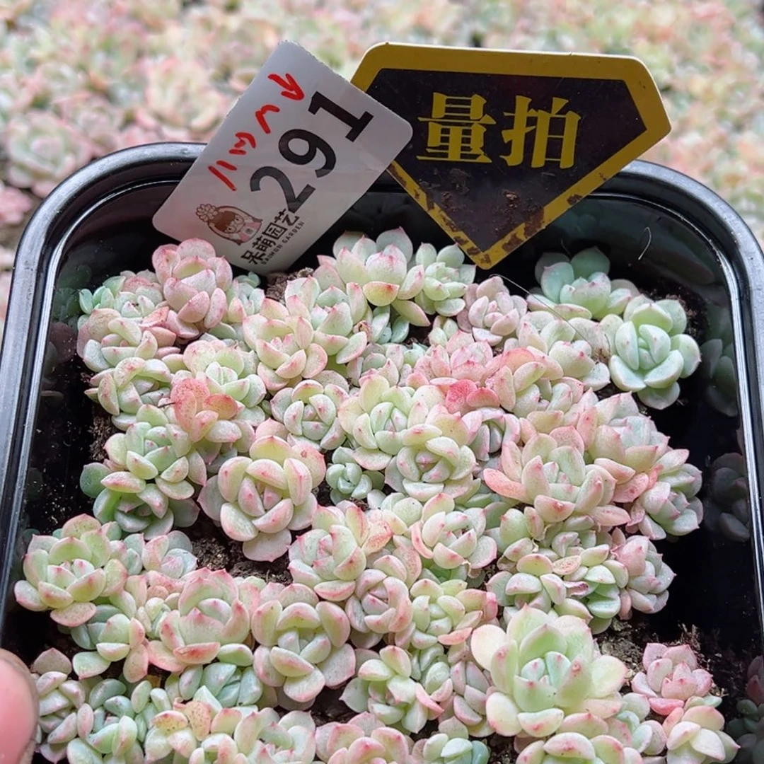 多肉植物多肉植物