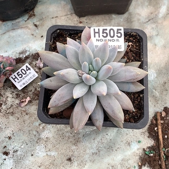 加***2黄胖体哥特505 亏本处理退款拉黑7-8天发货