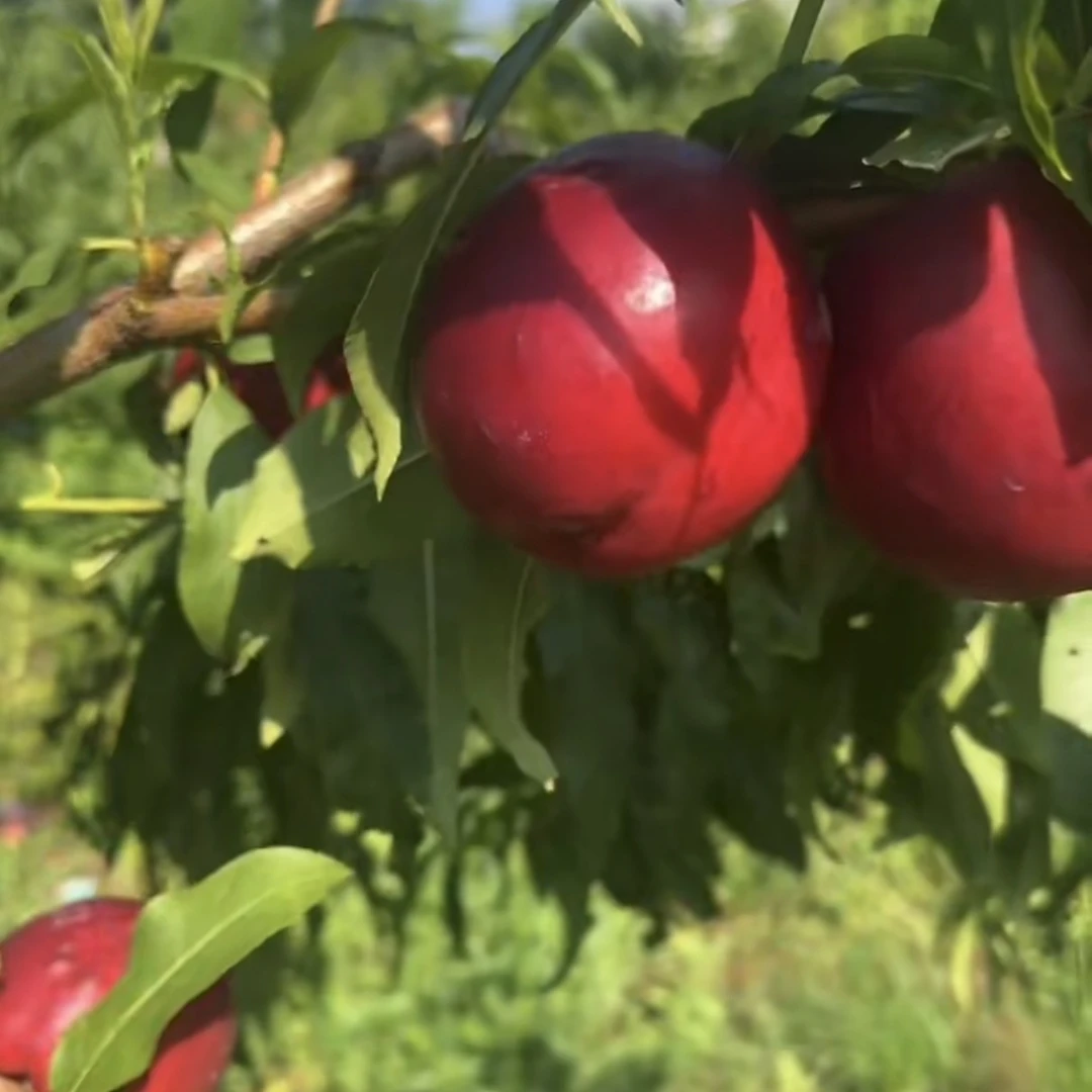 早油霸 五月底成熟15- 18个糖 微量元素水溶肥