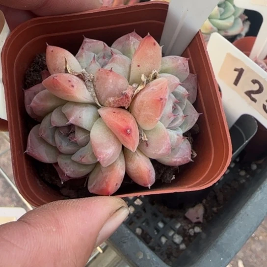 140安娜珍妮一物一拍多肉