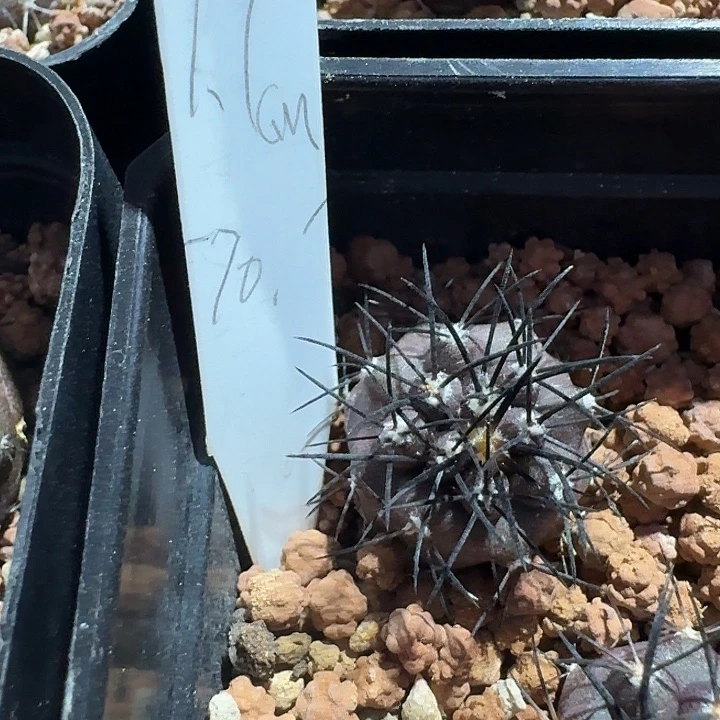 1.7公分实生栗星玉