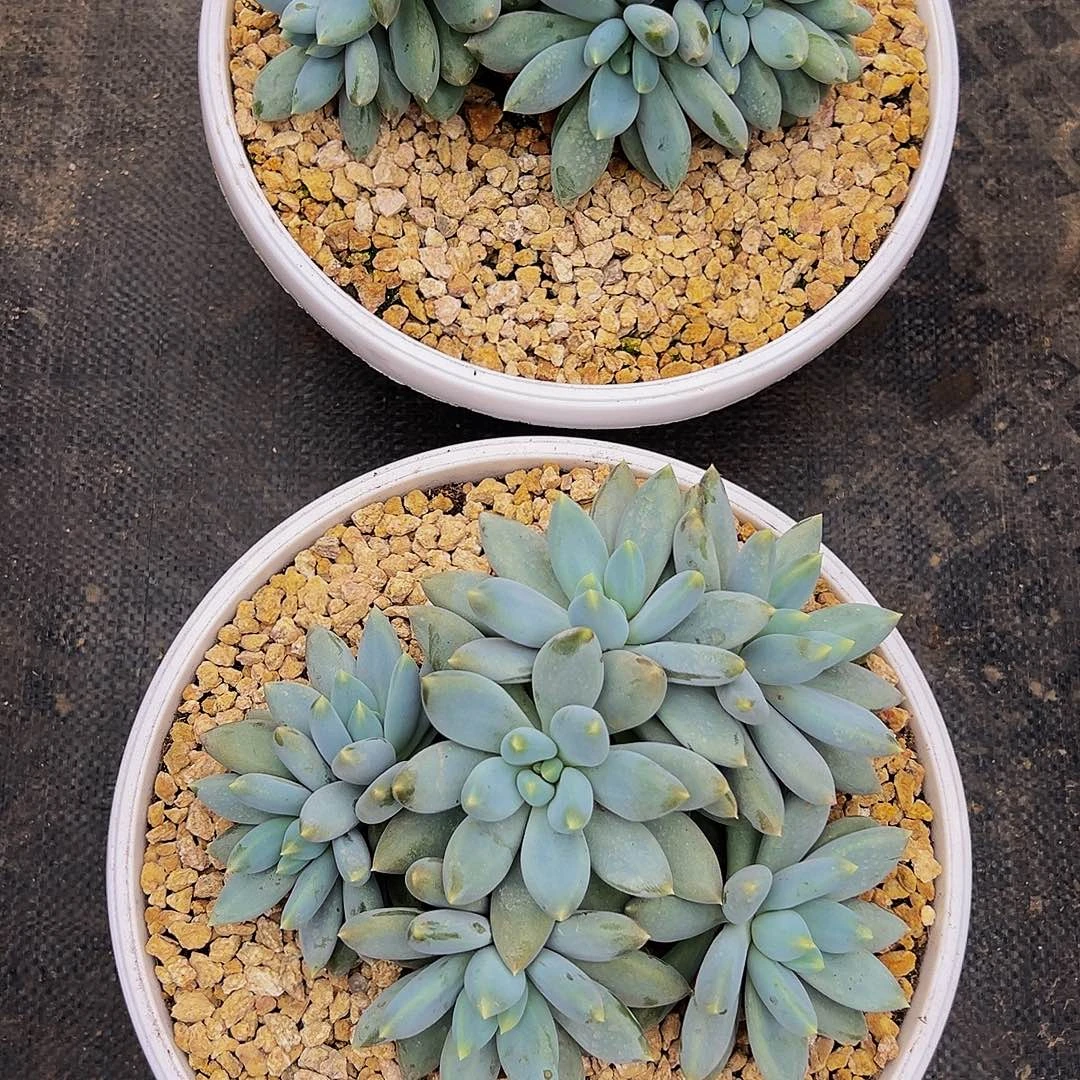 让***儿哥特2颗1111111111111