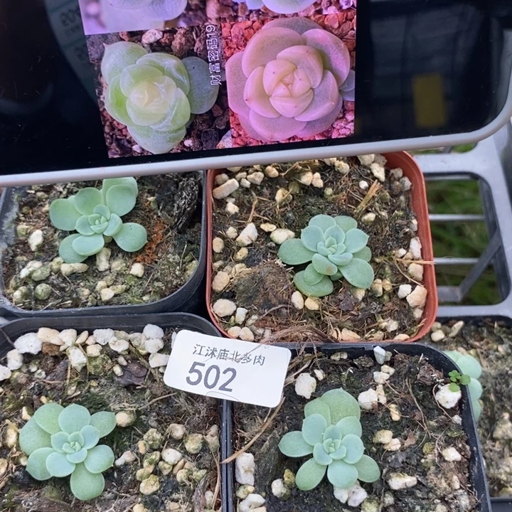 标502财富19号一个量拍