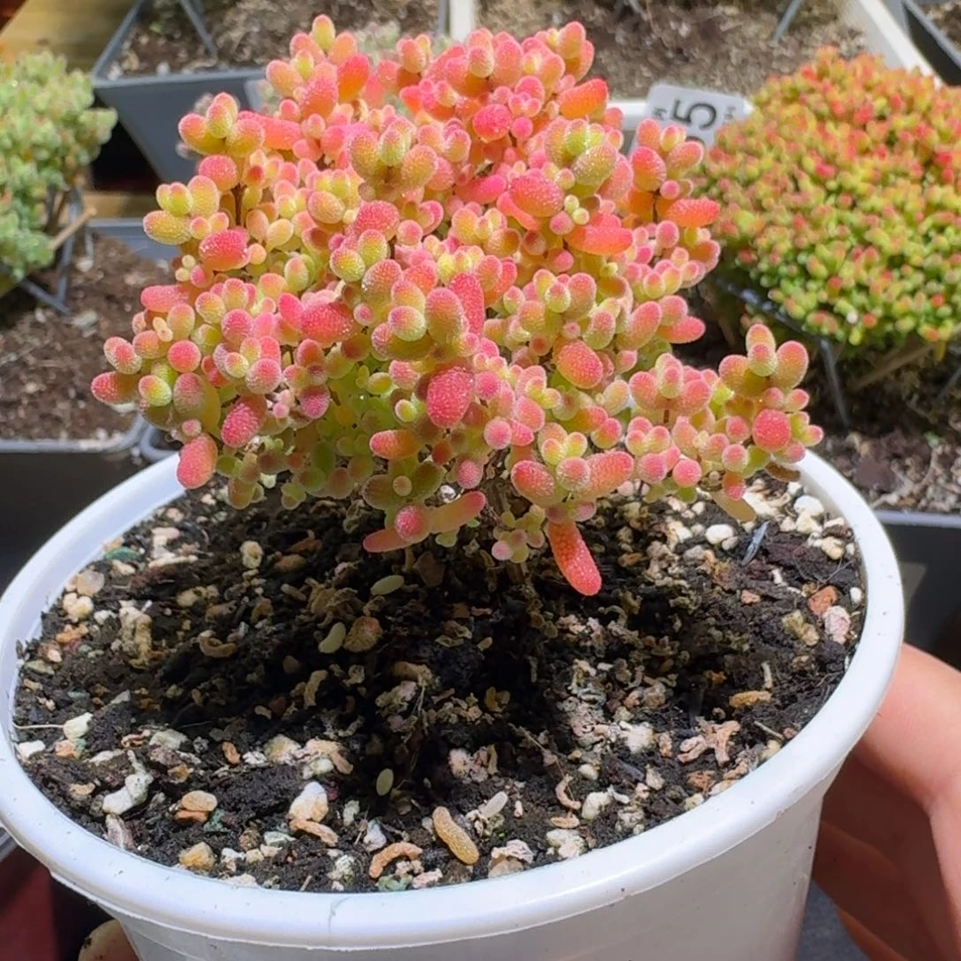 蜜橘糖球枝干番杏181