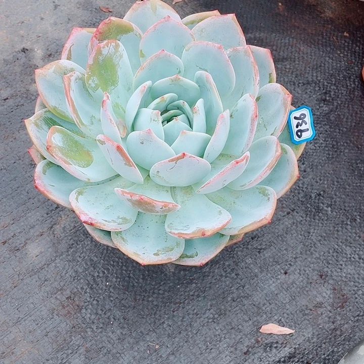 936凤橙 一物一拍多肉