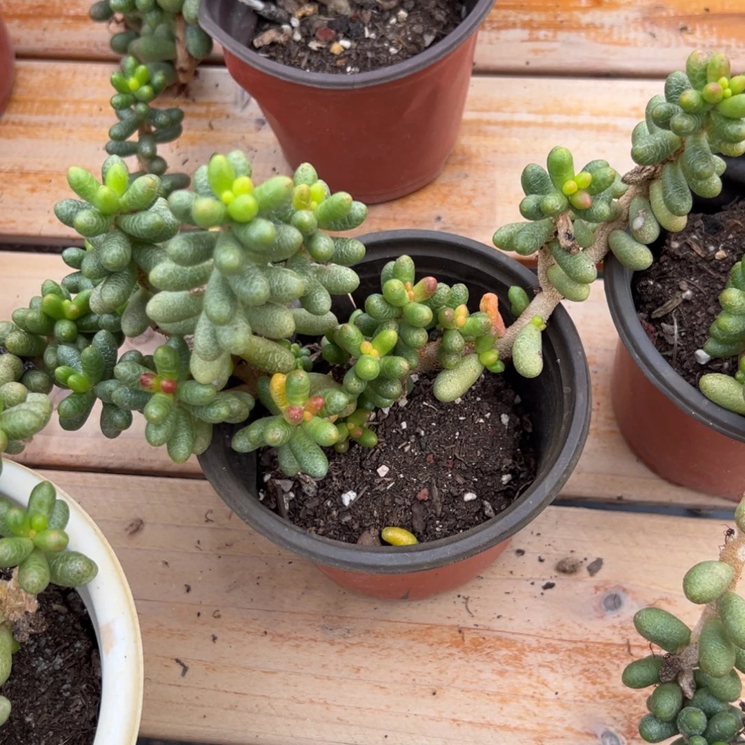 多肉绿龟卵【非偏远满18包邮】