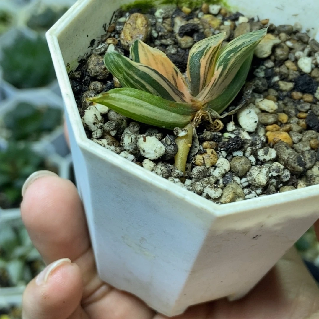 特价近糊斑夜想之森锦