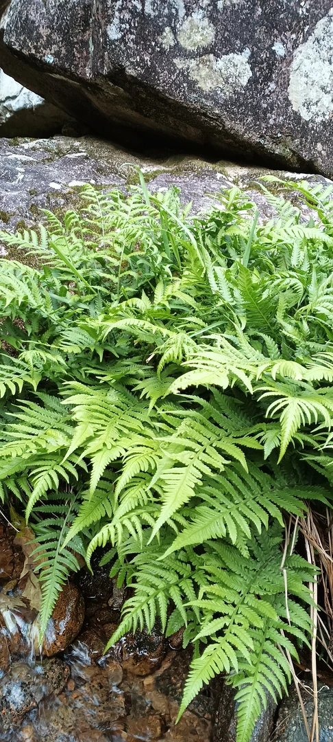深山蕨类麻草观赏绿植盆栽造景微盆景假山造景观赏植物