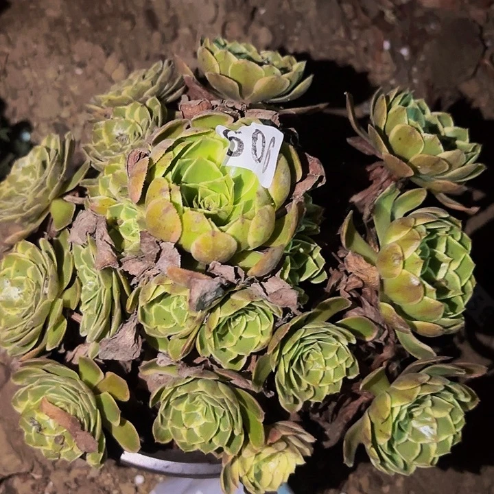 909孔雀翎多肉植物不售后
