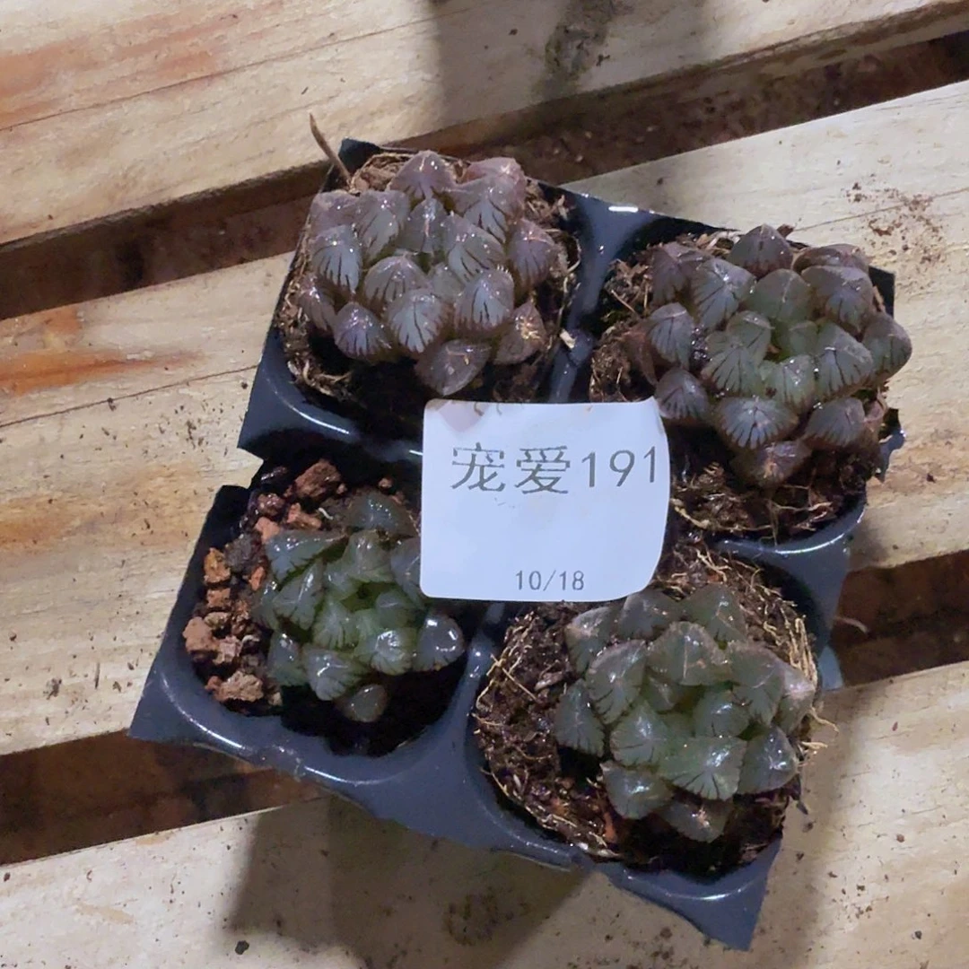 直播福利一物一拍191