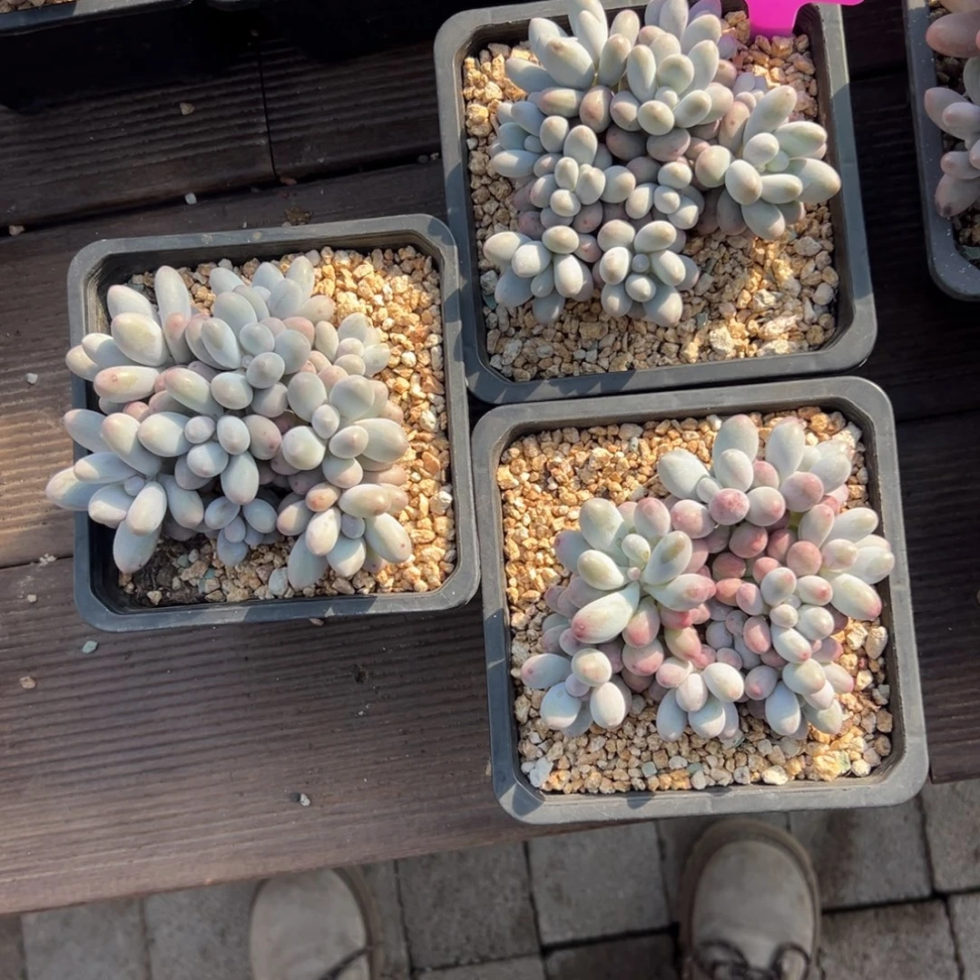 夏***岁汤圆3颗111111111111