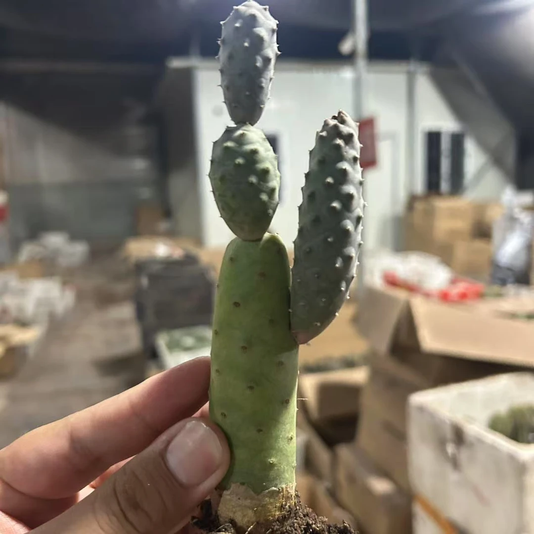 松笠团扇   仙人球植物漳州基地直发货 新手好养 室内外