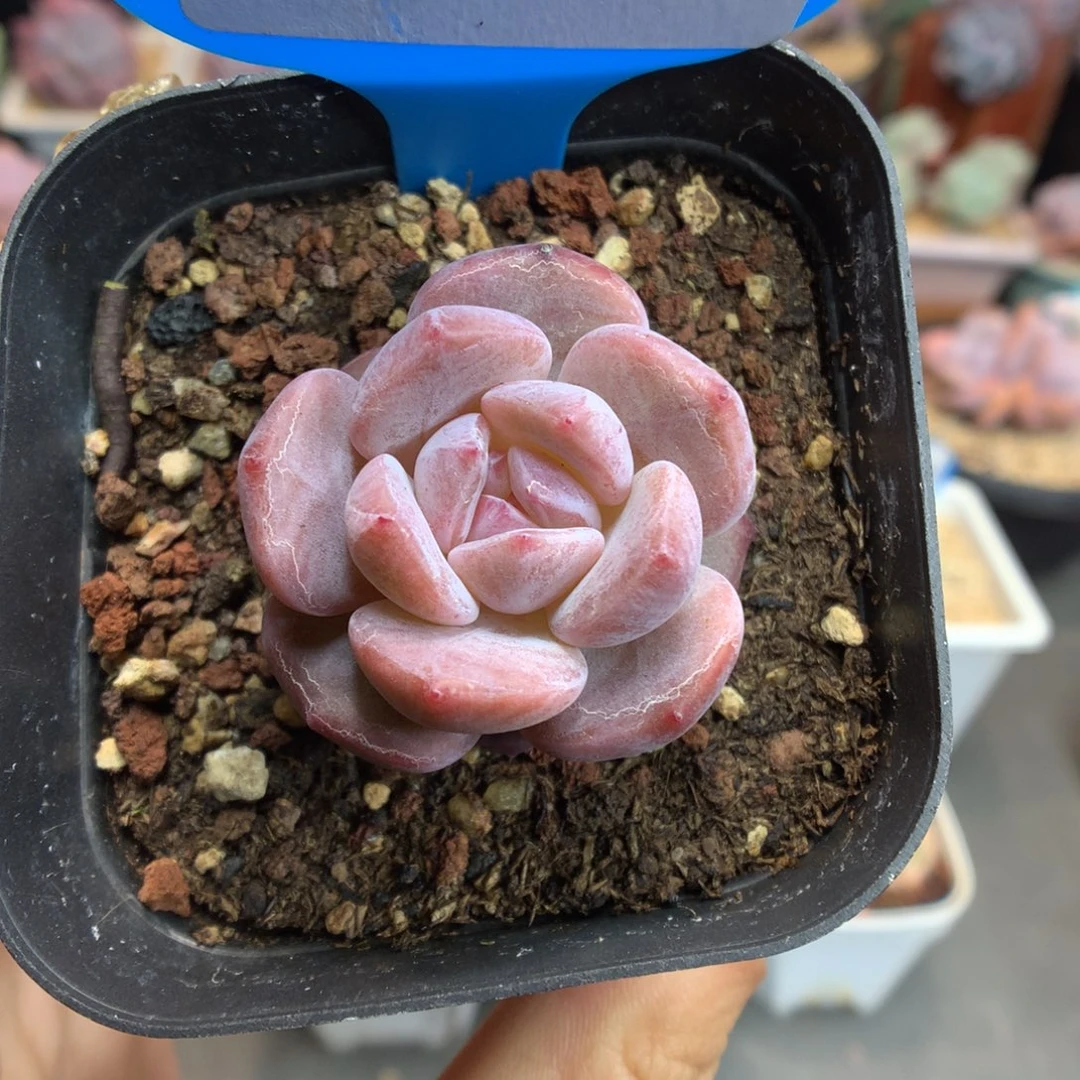188星影多肉植物一物一拍