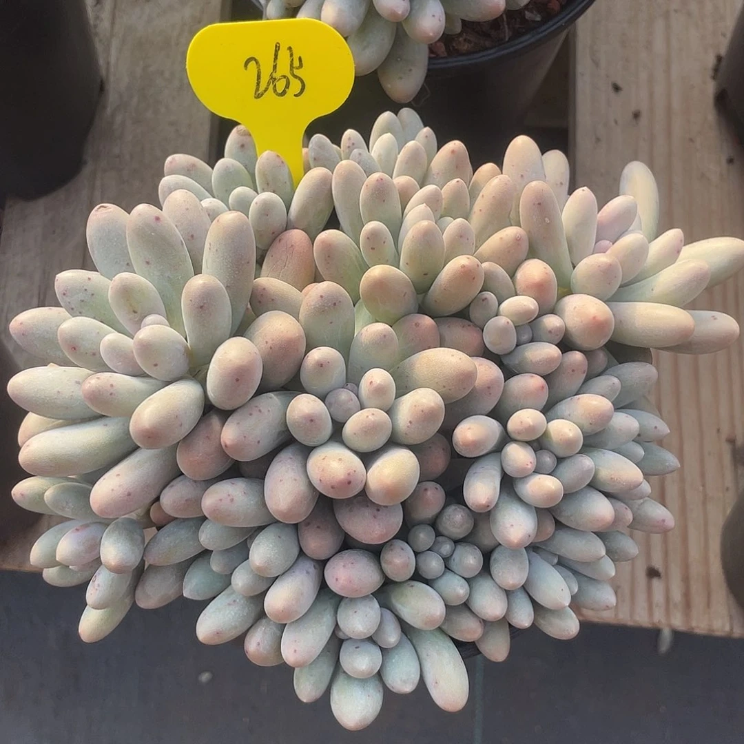 大叶汤圆多肉植物265